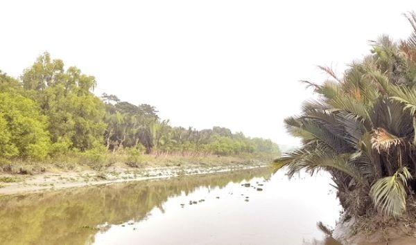 বাগেরহাটে চিত্রা নদীর তীরে গড়ে উঠছে ‘মিনি সুন্দরবন’ প্রকৃতির কোলে পাখি–প্রাণীর অভয়ারণ্য, সম্ভাবনার নতুন দিগন্ত